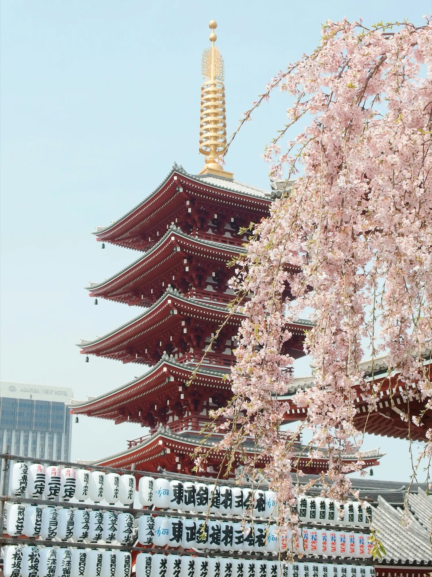 淺草寺與櫻花
